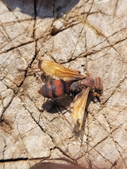 Cryptocheilus rubellus