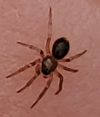 Araneae