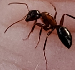 Camponotus