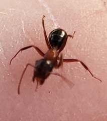 Camponotus