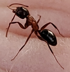 Camponotus