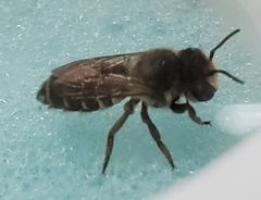 Megachilidae
