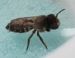 Megachilidae