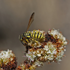 Eucerceris provancheri