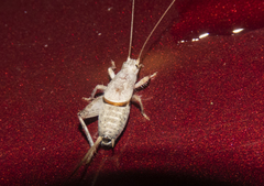 Cycloptilum slossoni