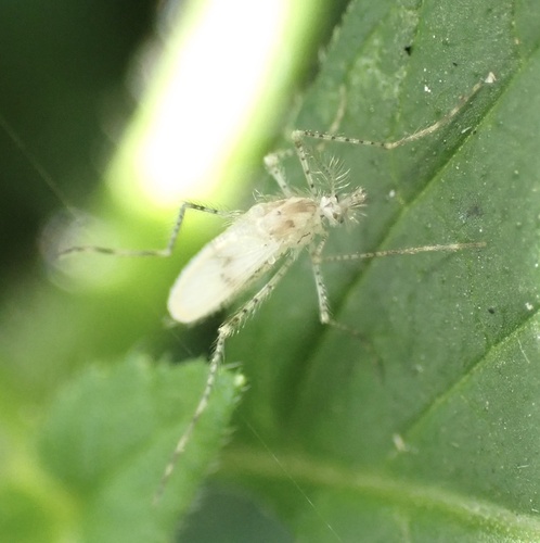 Chaoborus pallidus