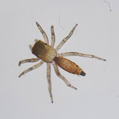 Cosmophasis lami
