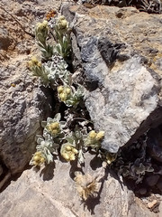 Oreocarya sobolifera