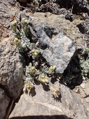 Oreocarya sobolifera