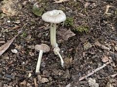 Entoloma