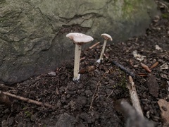 Entoloma