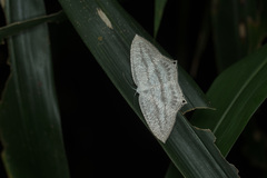 Acropteris ciniferaria