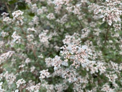 Spyridium parvifolium