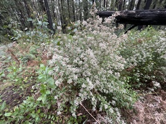 Spyridium parvifolium