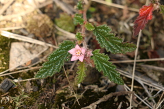 Commersonia prostrata