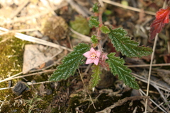 Commersonia prostrata