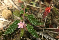 Commersonia prostrata