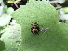 Eocanthecona concinna