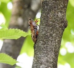 Graptopsaltria nigrofuscata