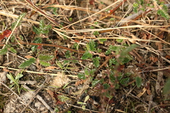Commersonia prostrata