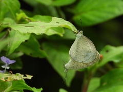 Leptosia nina