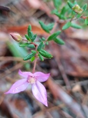 Boronia scabra