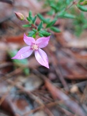 Boronia scabra