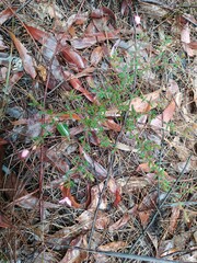 Boronia scabra