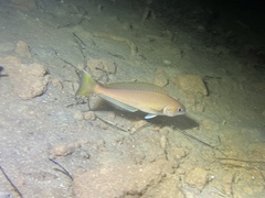 Caulolatilus princeps