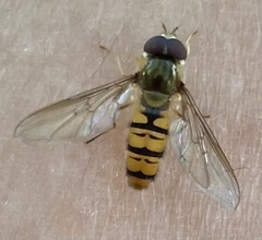 Episyrphus balteatus