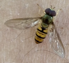 Episyrphus balteatus