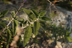 Coleus alloplectus