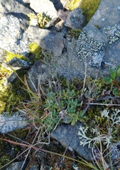 Draba porsildii
