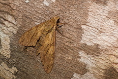 Cocytius lucifer