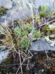 Draba porsildii