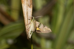 Eumorpha capronnieri