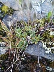 Draba porsildii