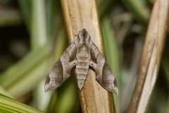 Eumorpha obliquus