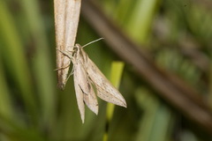 Xylophanes anubus