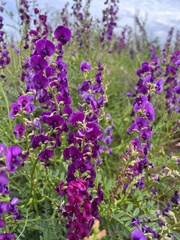 Swainsona pterostylis