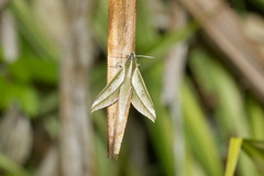 Xylophanes amadis