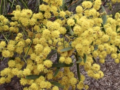 Acacia hakeoides