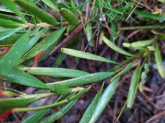 Adenanthos barbiger