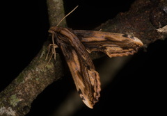 Xylophanes colinae
