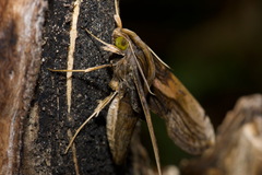 Xylophanes media