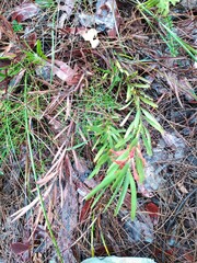 Adenanthos barbiger