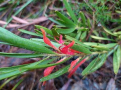 Adenanthos barbiger