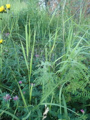 Artemisia tanacetifolia