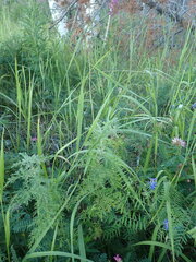 Artemisia tanacetifolia