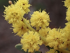 Acacia hakeoides